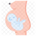 Obstetrics Pregnant Fetus Icon