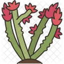 Ocotillo Shrub Plant Icon