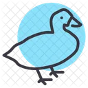 Oie Volaille Oiseau Icon