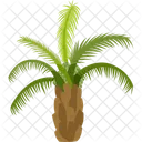Oil Palm Palm Tree Beach Icon