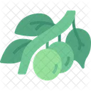 Aceituna  Icono