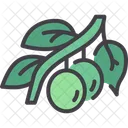Aceituna  Icono