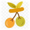 Aceituna  Icono
