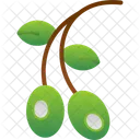 Aceituna  Icono
