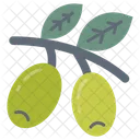 Olives Salad Olive Oil Icon