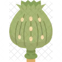 Opium Poppy Narcotic Icône