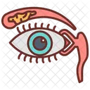 Optic Chiasm Eyes Optic Nerve Icon