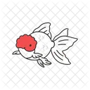 Oranda goldfish  Icon