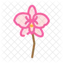 Orchid  Icon