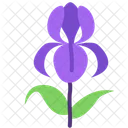 Orchid  Icon