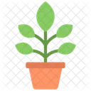 Orchid Plant  Icon