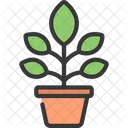 Orchid Plant  Icon