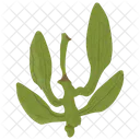 Variegata Tree Vegetable Icon
