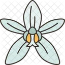 Orchids Coelogyne Wildflower Icon