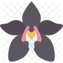 Orchids Floral Flowers Icon