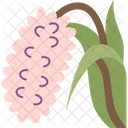 Orchids Foxtail Blooming Symbol