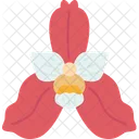 Orchids Lycaste Flower Icon