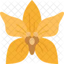 Orchids Oncidium Flower Symbol