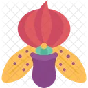 Orchids Paphiopedilum Lady Icon