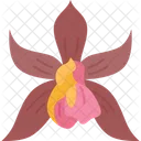 Orchids Phaius Blooming Icon