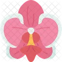 Orchids Phalaenopsis Floral Icon