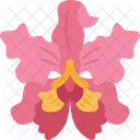 Orchids Cattleya Flora Symbol