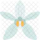 Orchids Coelogyne Wildflower Icon