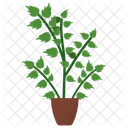 Oregano Potted Plant  Icon