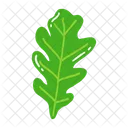 Leaf Ash Leaf Beech Leaf Icon