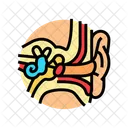 Oido Anatomia Audiologo Icono