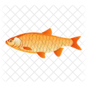 Orfe Fish  Icon