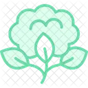Organic Cotton Field Organic Cotton Icon