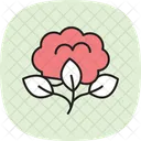 Organic Cotton Field Organic Cotton Icon