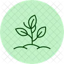 Organic Herb Patch Organic Herb Icon