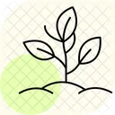 Organic Herb Patch Organic Herb Icon