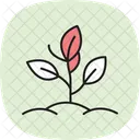 Organic Herb Patch Icon