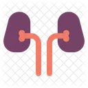 Órgão renal  Icon