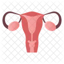 Órgão reprodutor feminino  Ícone