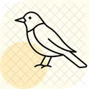 Oriole Bird Orange Icon
