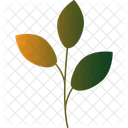 Ornamental Leaves Foliage Leaves Icon