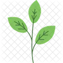 Ornamental Leaves  Icon