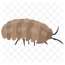 Oruga  Icono