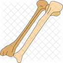 Osso Ulna Braco Ícone