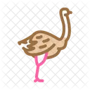 Ostrich  Icon