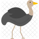 Ostrich African Bird Icon