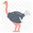 Ostrich Bird Poultry Icon