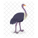Ostrich Emu Rheidae Icon