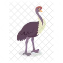Ostrich Emu Rheidae Icon