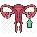 Ovaries  Icon