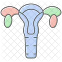 Ovaries Lineal Color Icon Icon